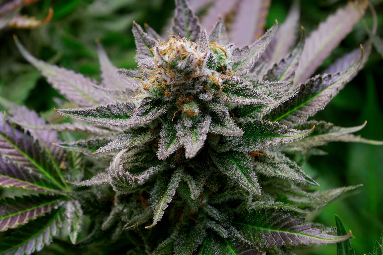 Bluetenbande – Transparenter &amp; legaler Cannabisanbau