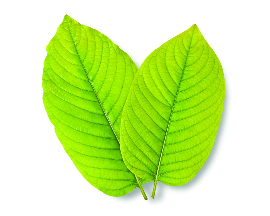 Brew the Perfect Cup of Traditional Thai Kratom Tea