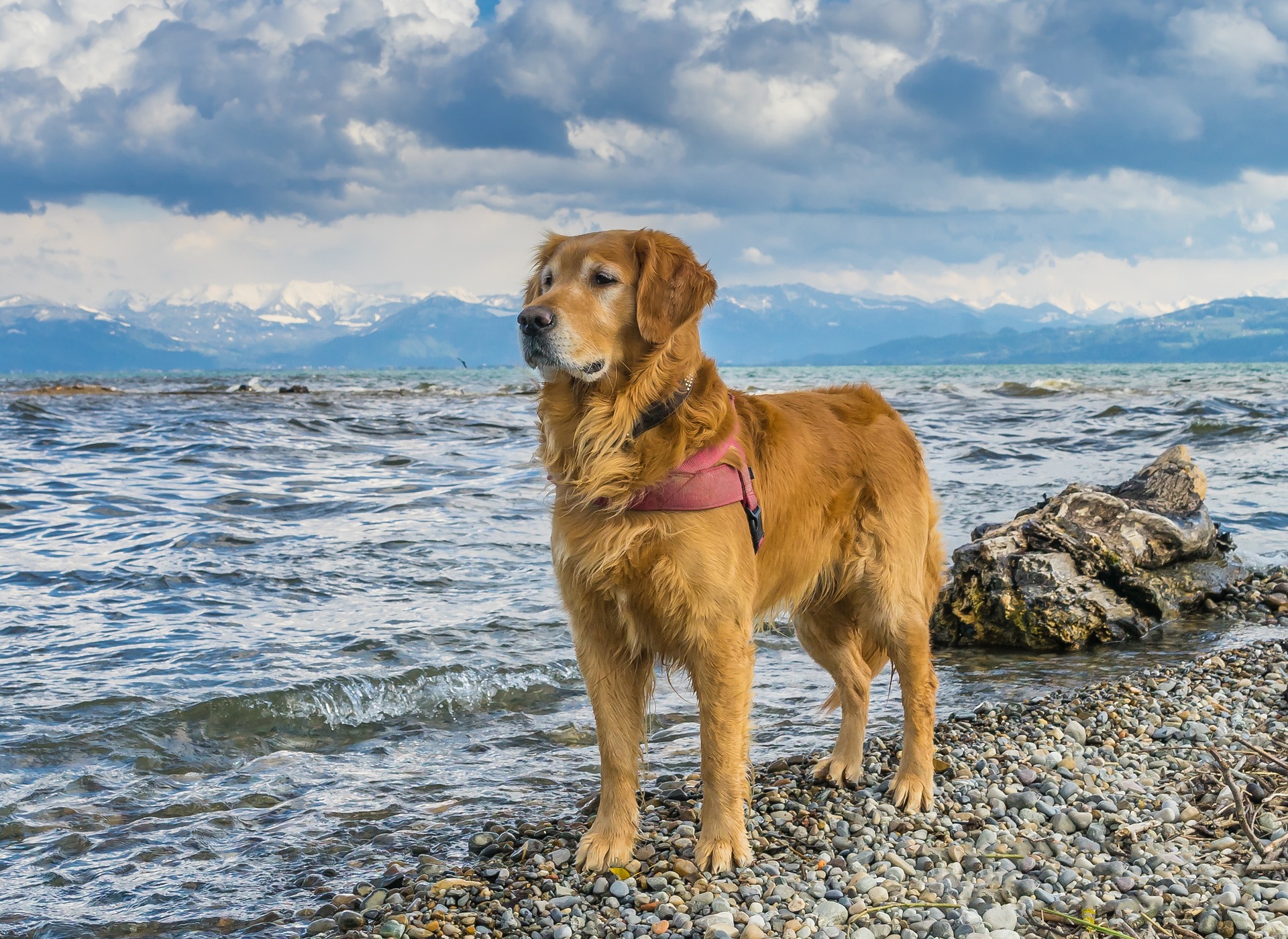 Vet Home Certs: Quick and Cheap Animal Health Certificates