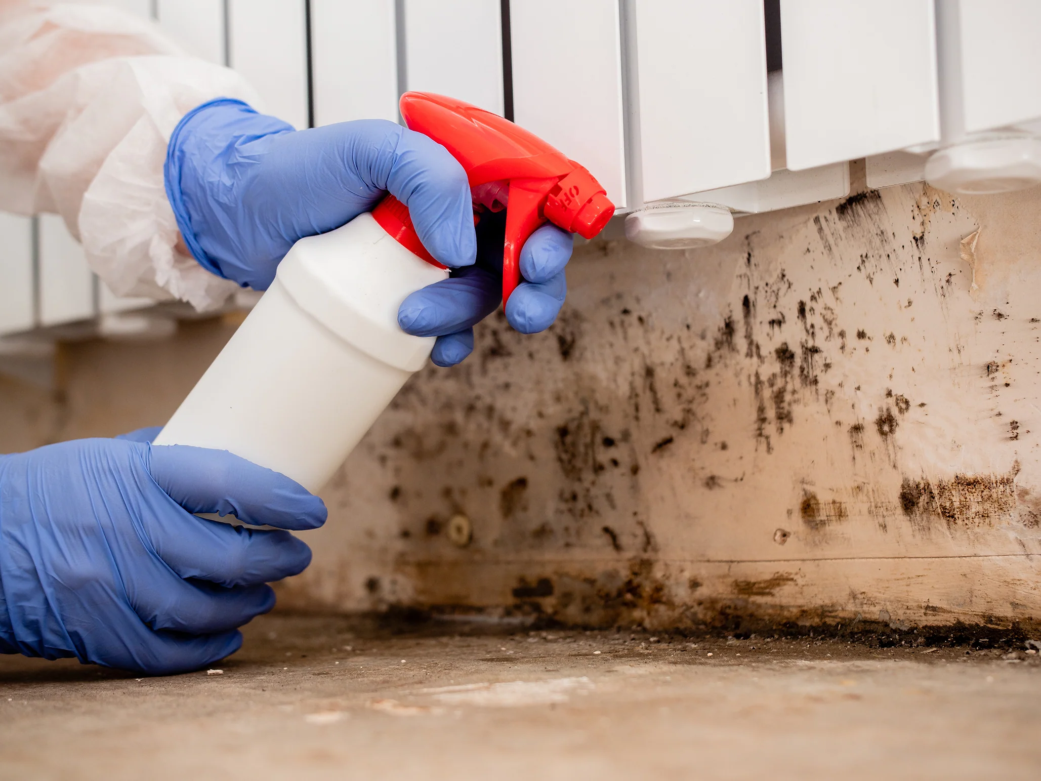 Trusted Specialists in mold remediation east austin tx