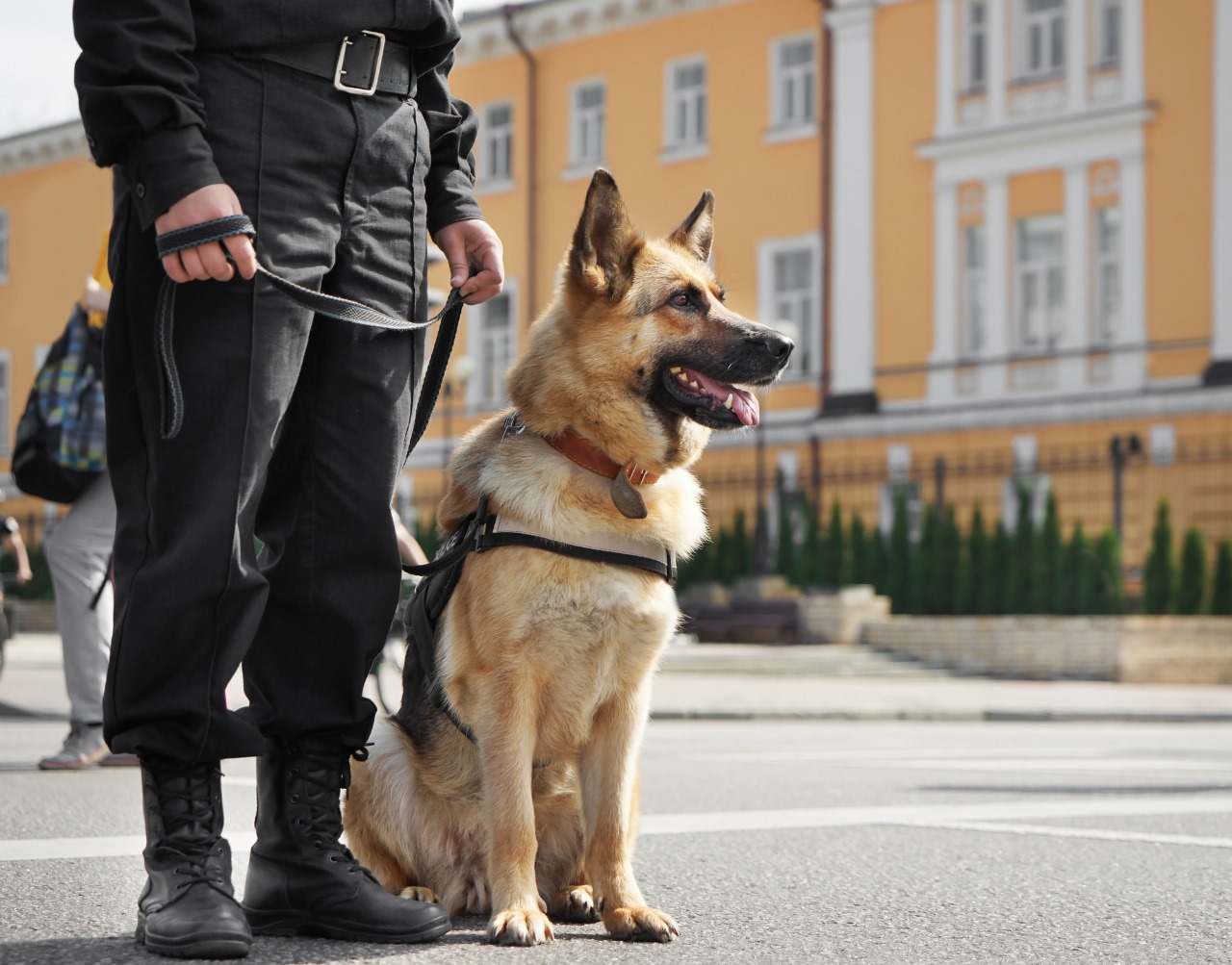Security Dog Services Birmingham for Industrial and Commercial Sites