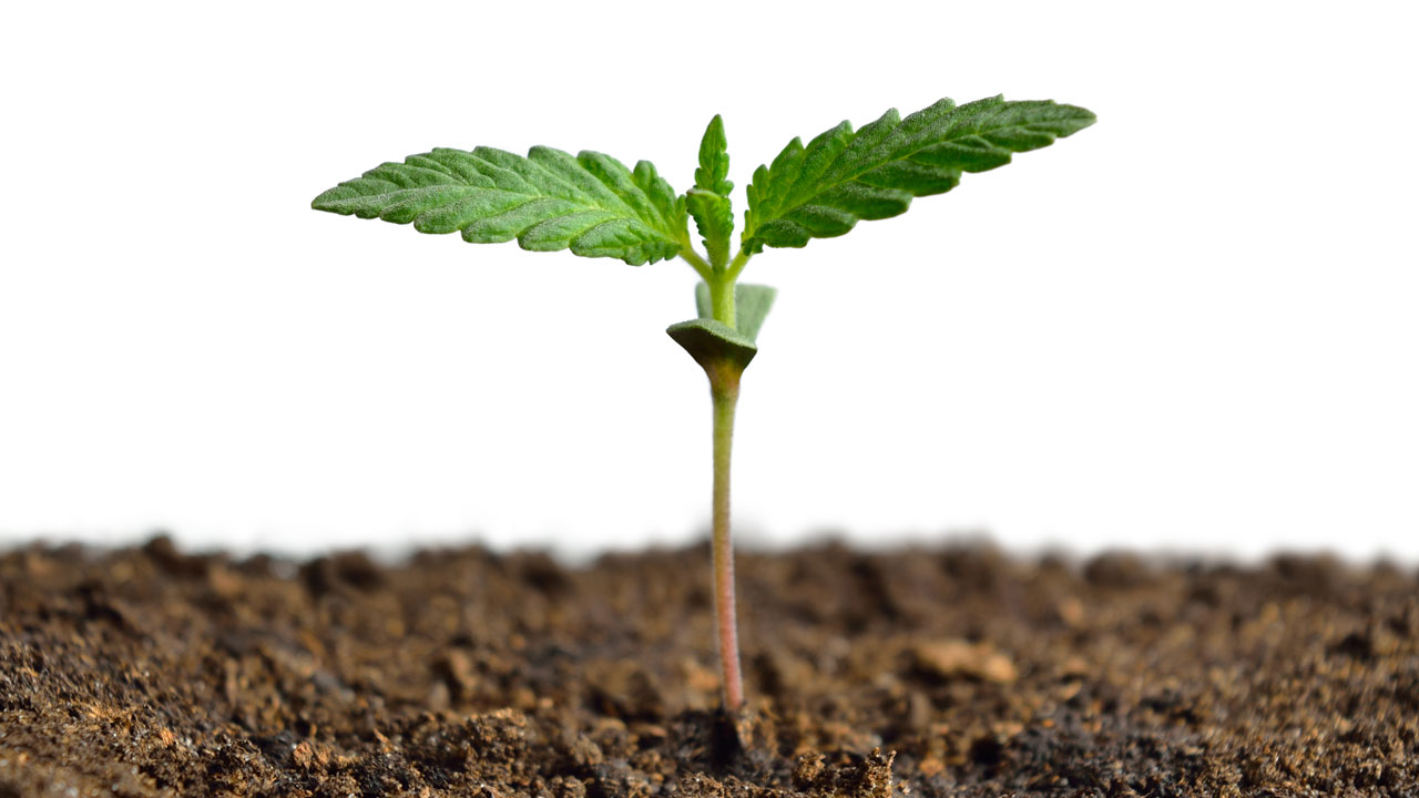 Safe, Legal, and Premium Marijuana Madrid with Clubs Cannabis Madrid