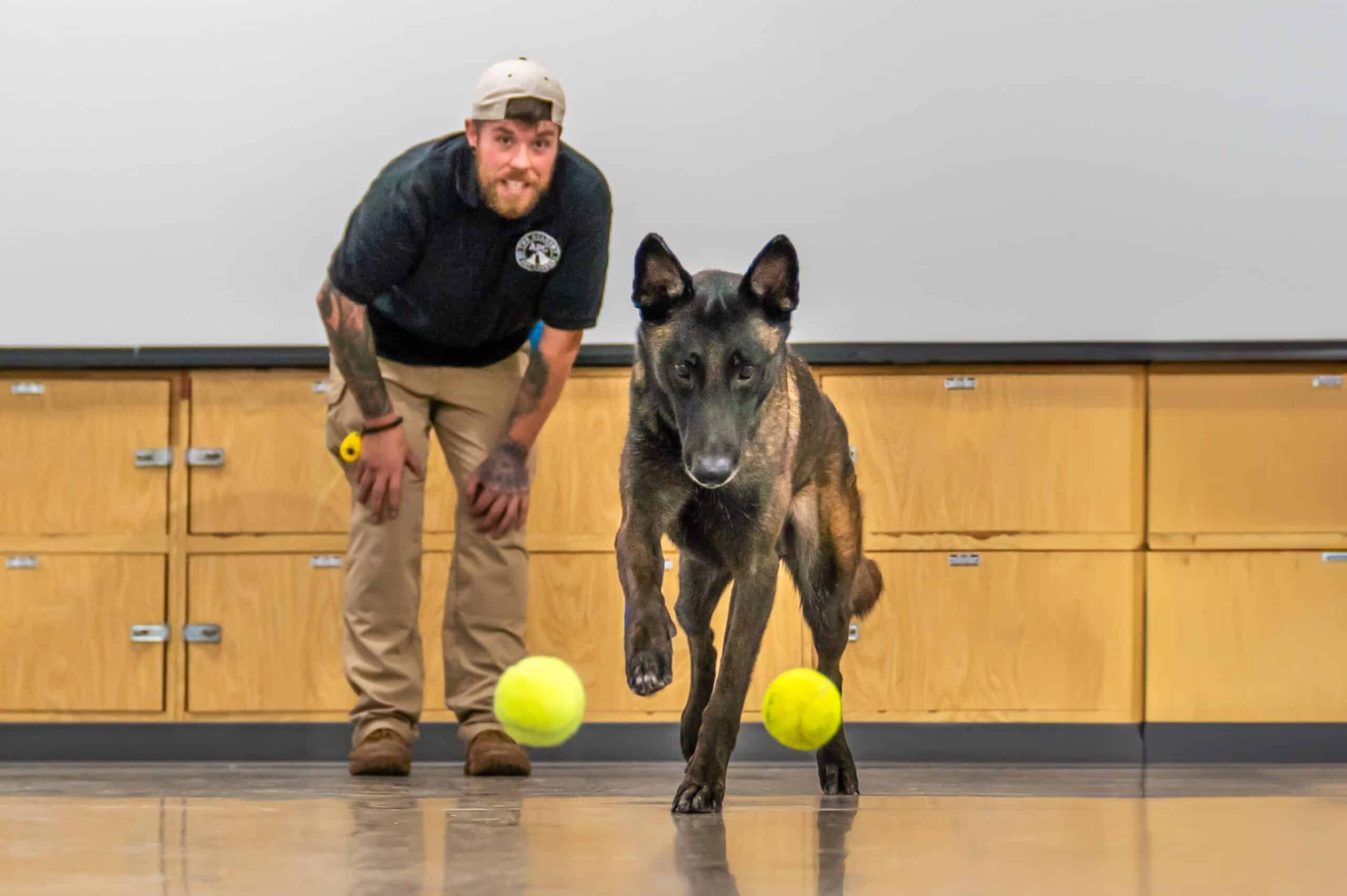 Dog Training Testimonials That Prove Real Results