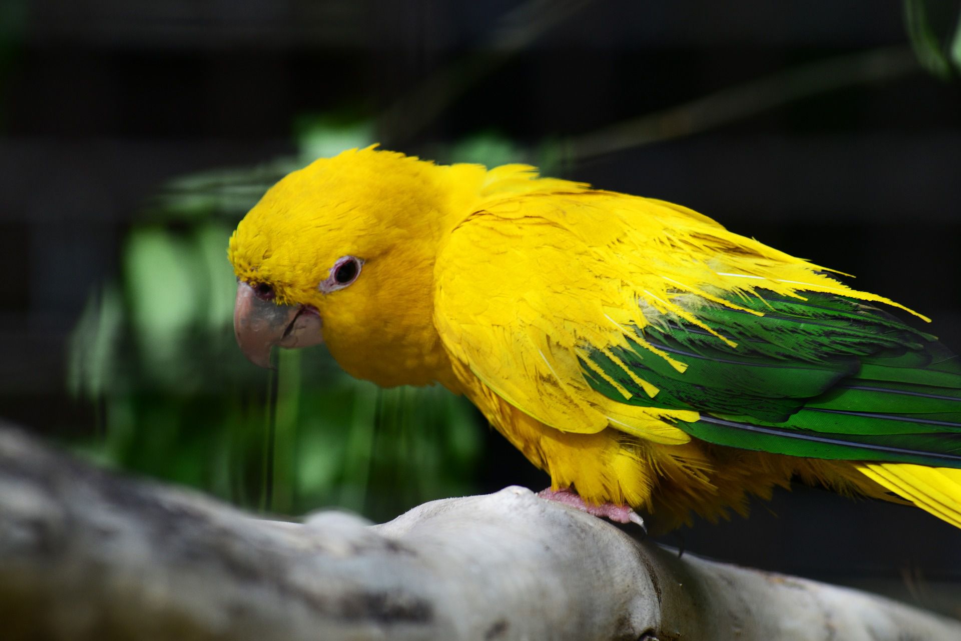 Exotic Birds – High Quality Birds Amazing Birds Farm