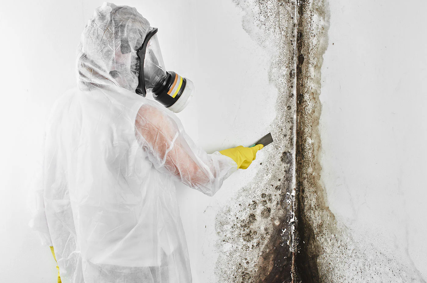 Trusted Specialists in mold remediation east austin tx