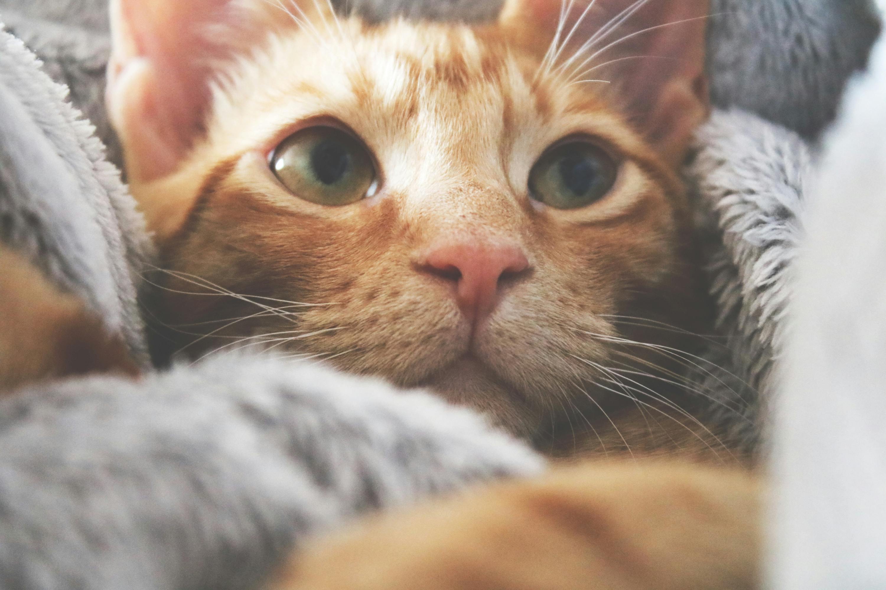 Maine Coon Kittens for Sale Bay Area: Plan a Visit to Amore Cattery