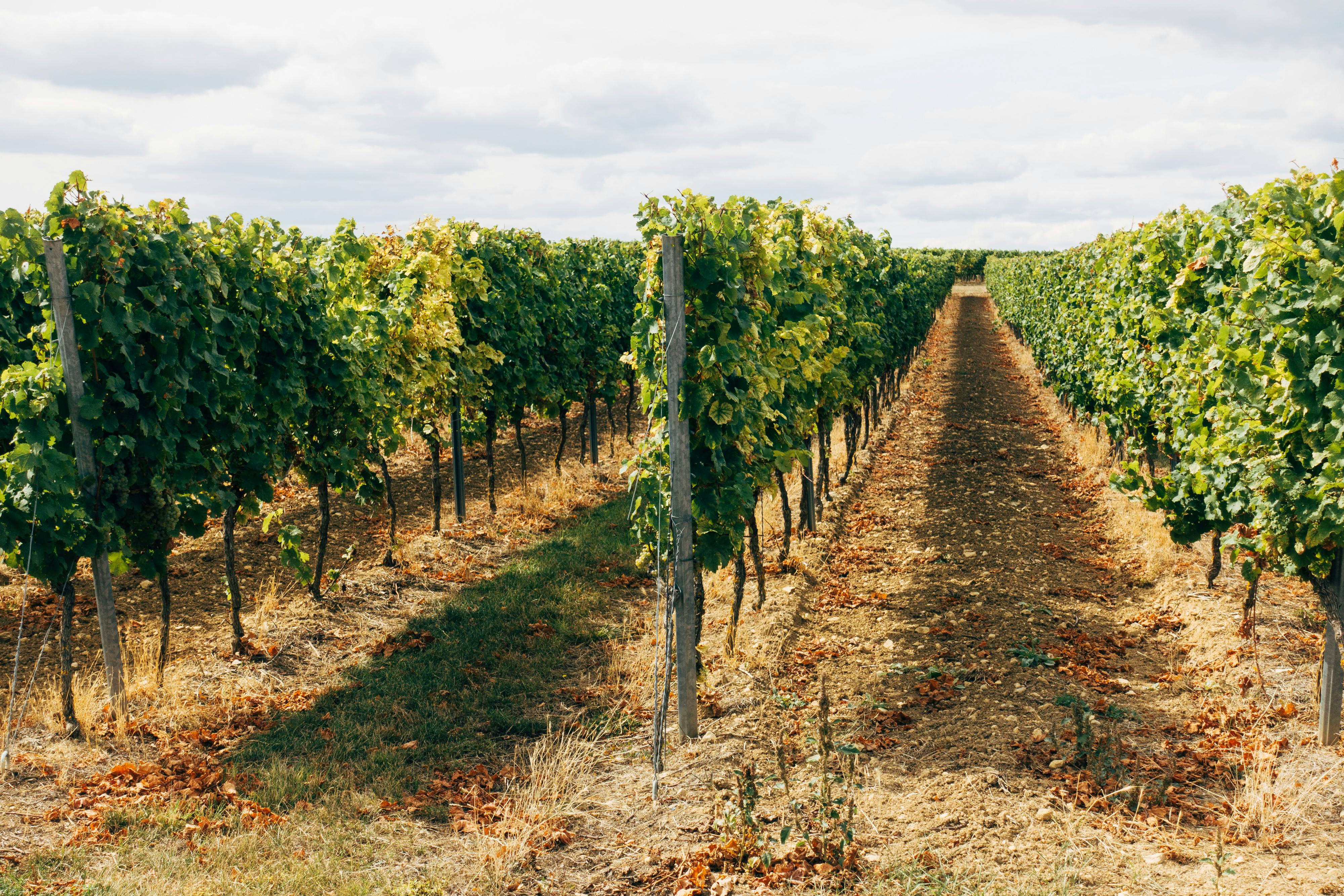 Sacramento Wineries That Offer Stunning Vineyard Views